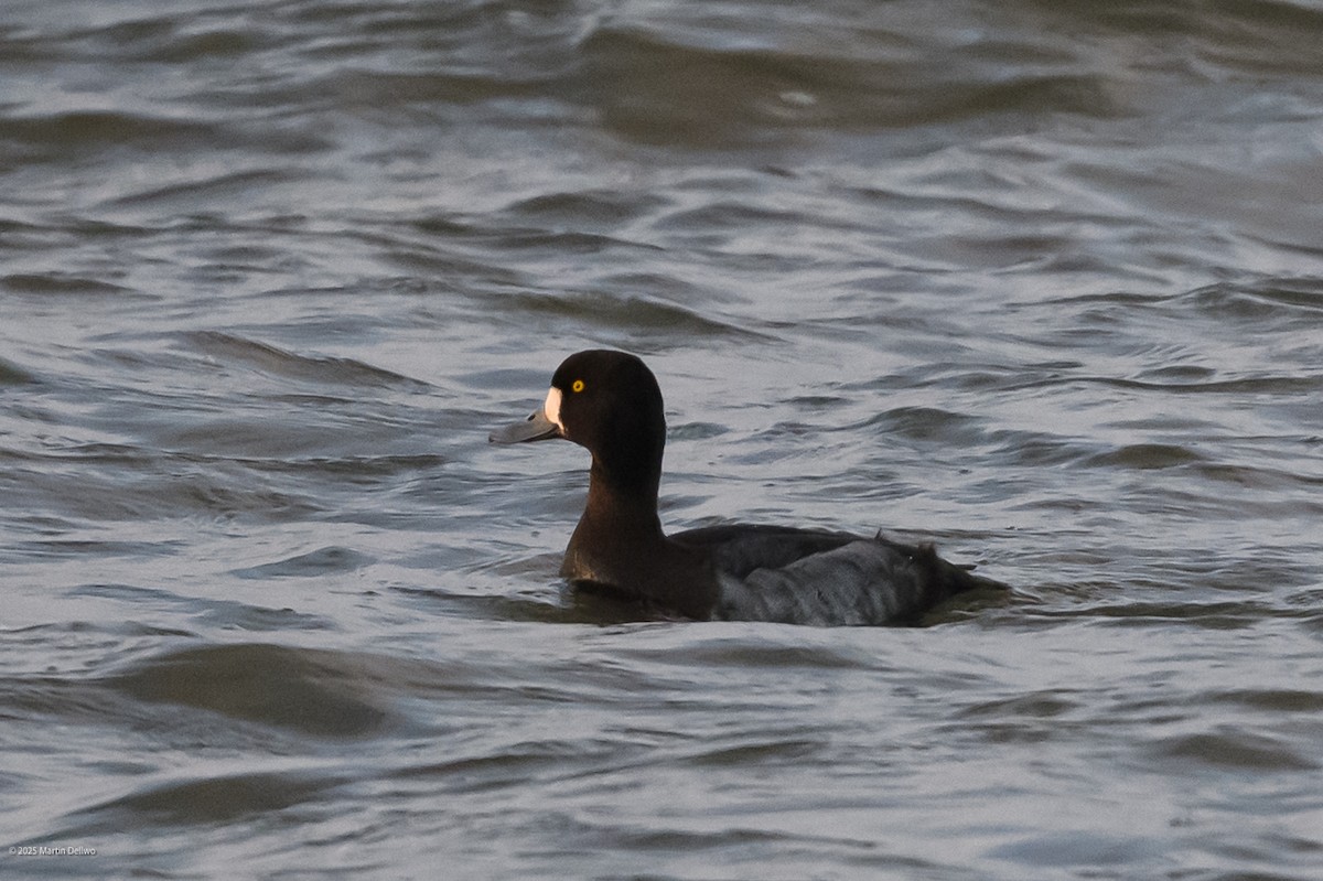 polák kaholka/polák vlnkovaný - ML646822710