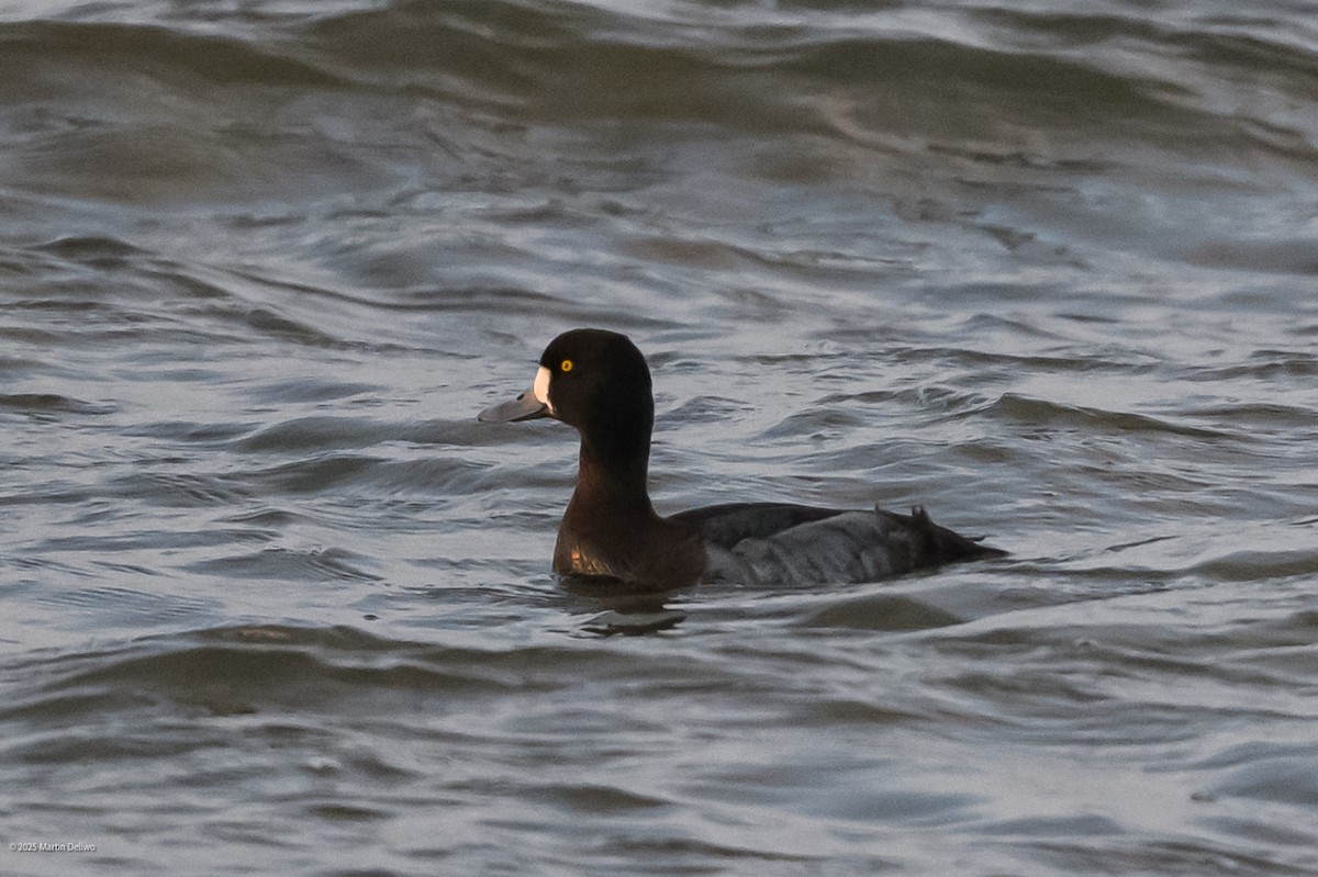 polák kaholka/polák vlnkovaný - ML646822711