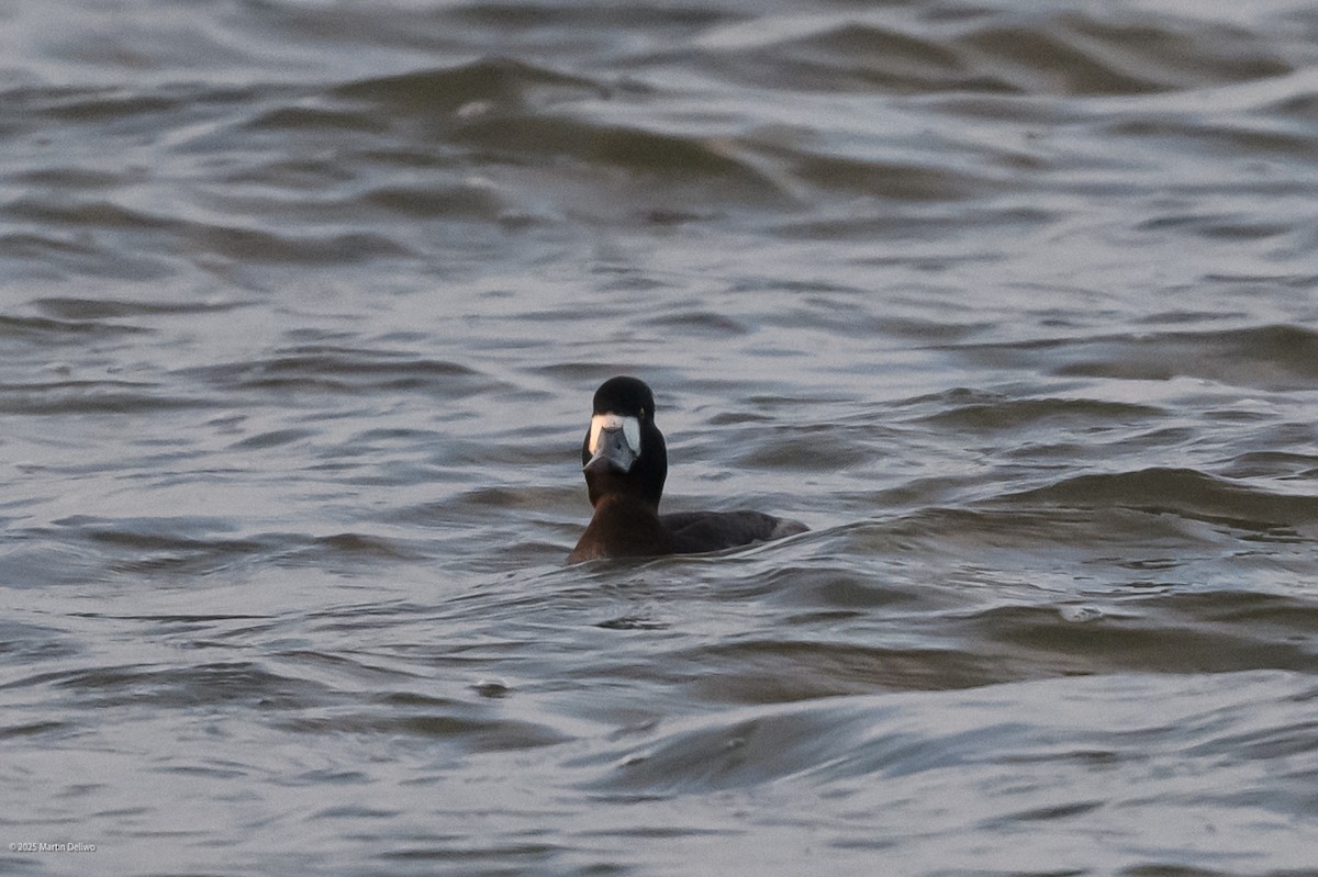 polák kaholka/polák vlnkovaný - ML646822712