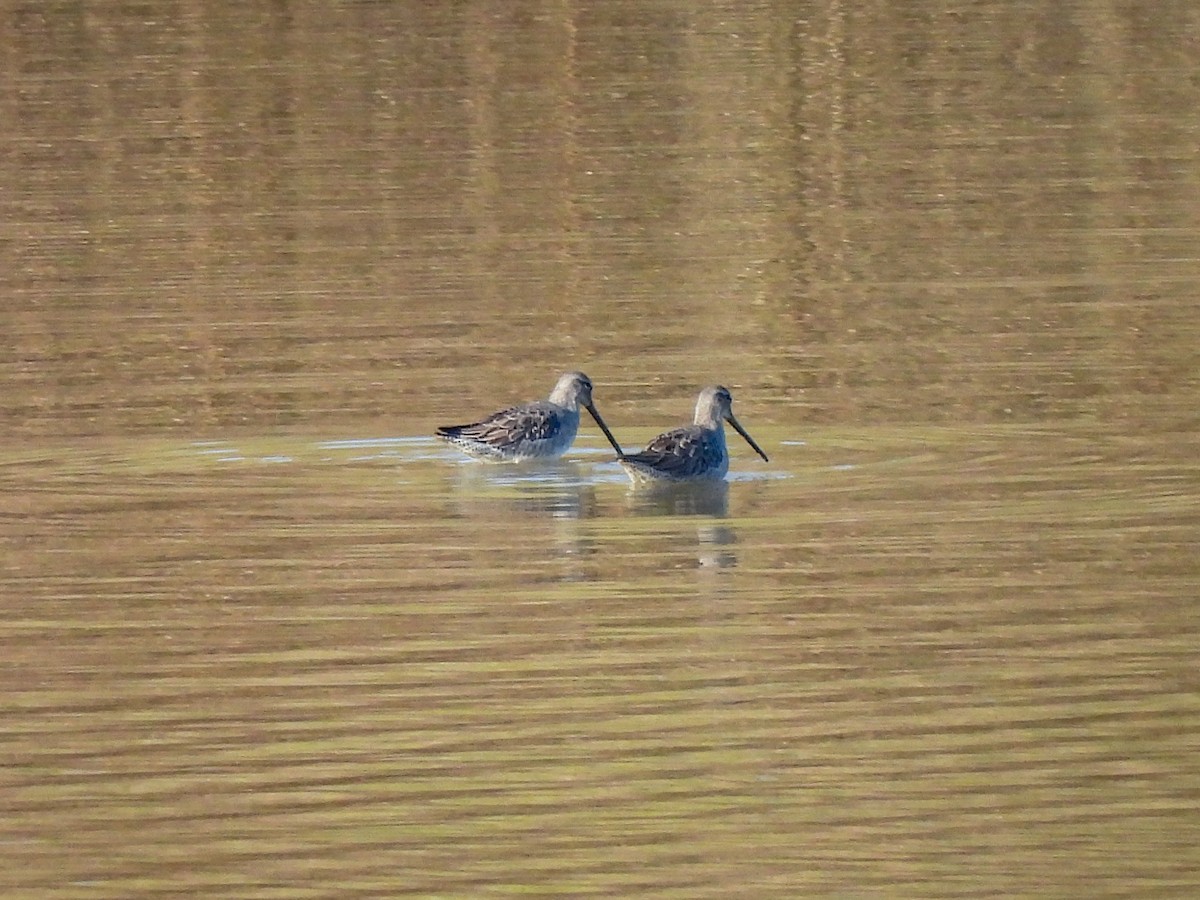 Long-billed Dowitcher - ML646822713