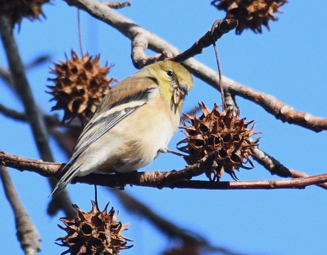 American Goldfinch - ML646822715