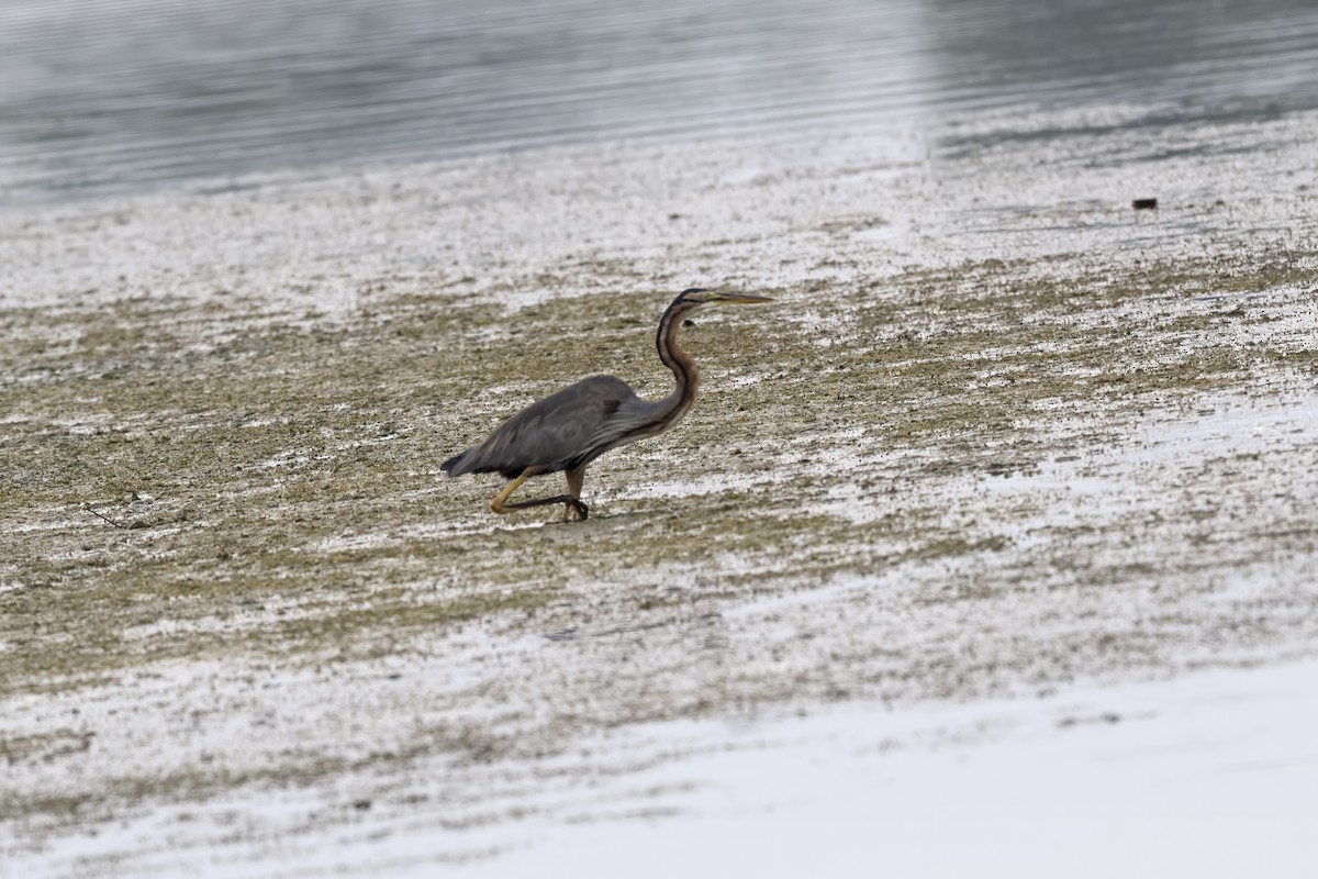 Koartza gorria - ML646822719