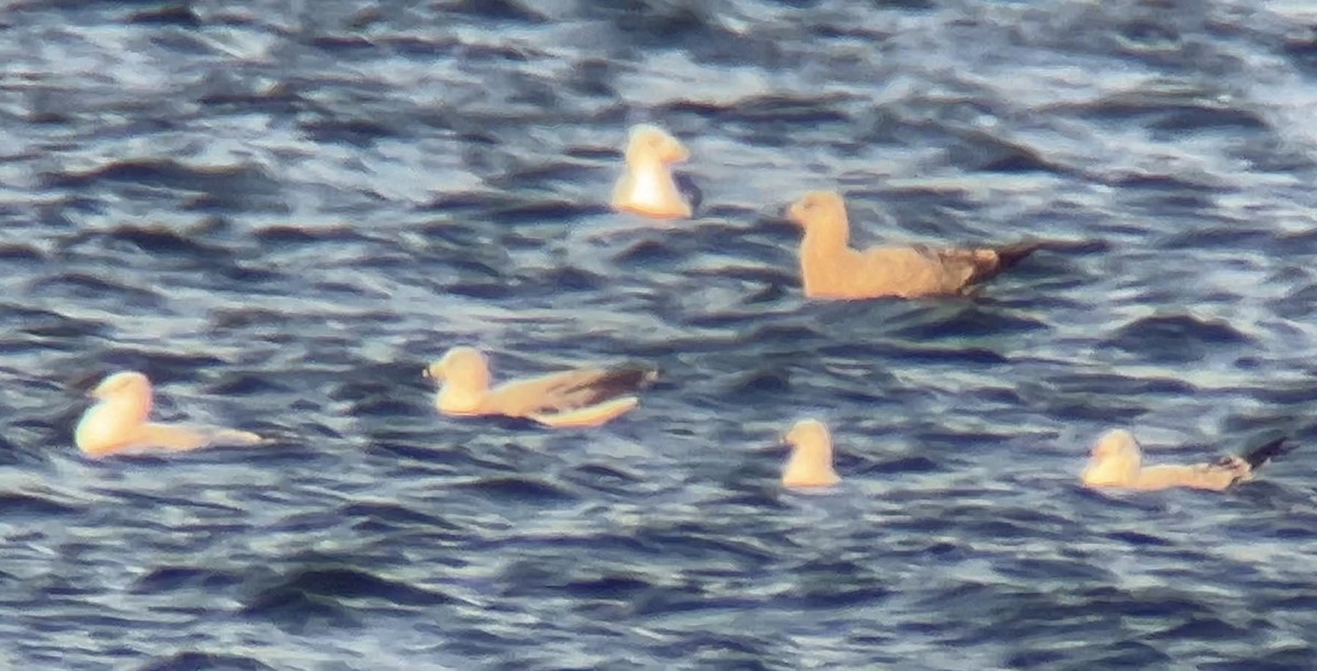 American Herring Gull - ML646822720