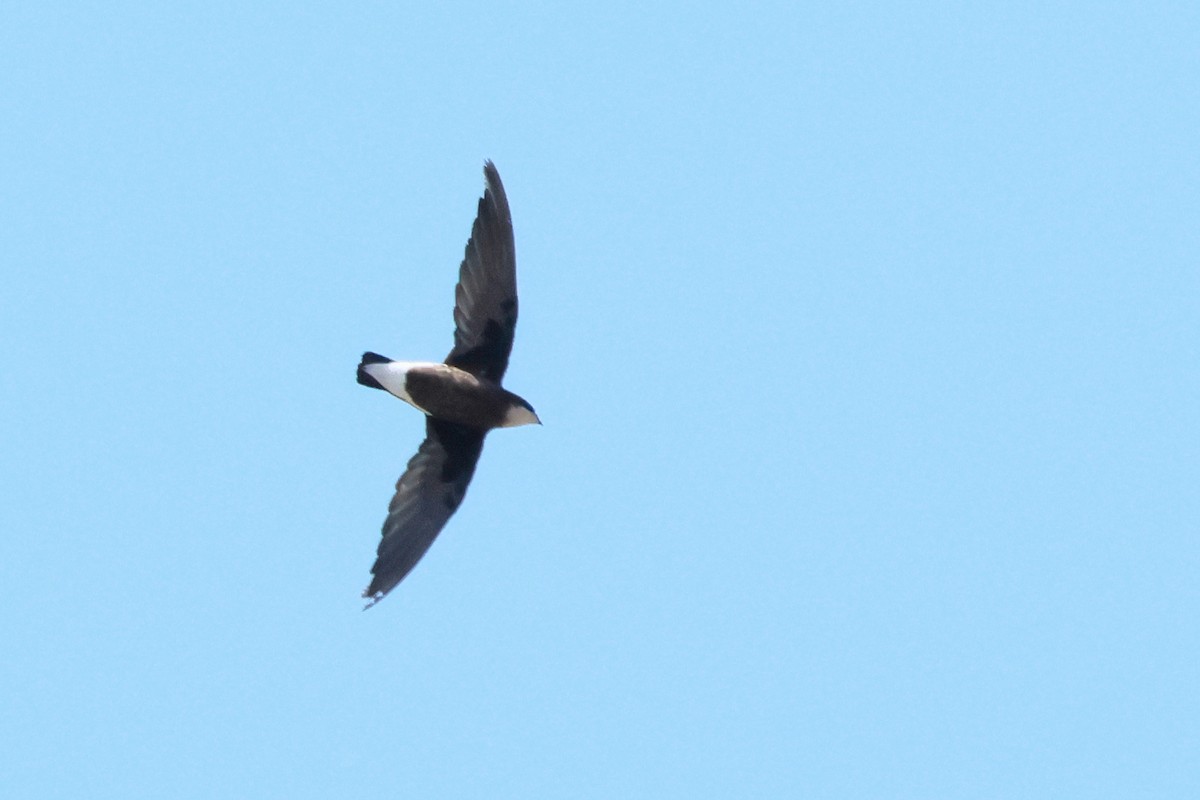 Martinet épineux - ML646822721