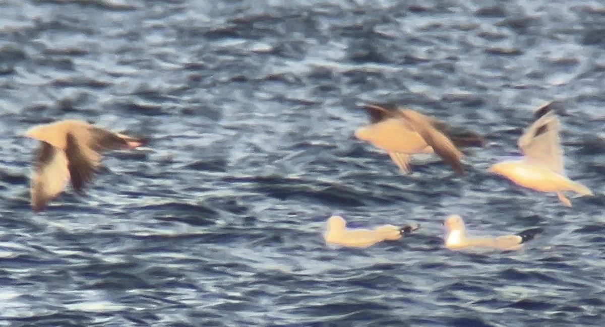 American Herring Gull - ML646822723