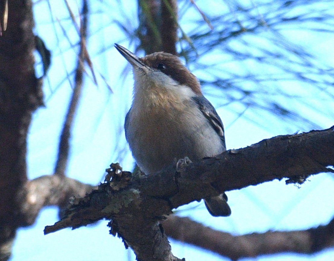 brhlík hnědohlavý - ML646822730