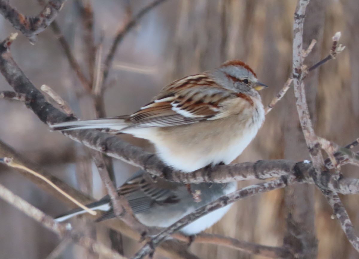 American Tree Sparrow - ML646822731