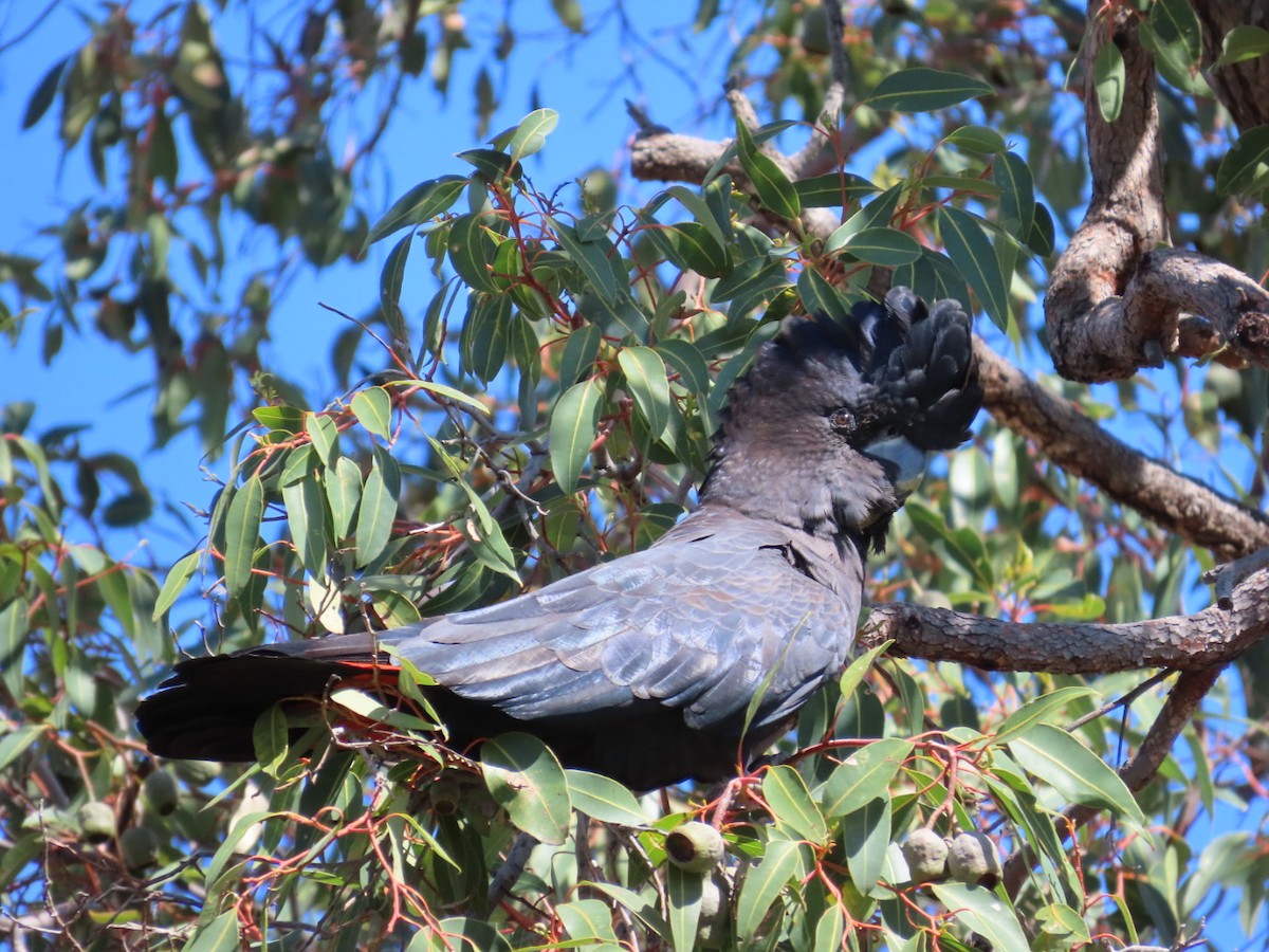 Red-tailed Black-Cockatoo - ML646822735