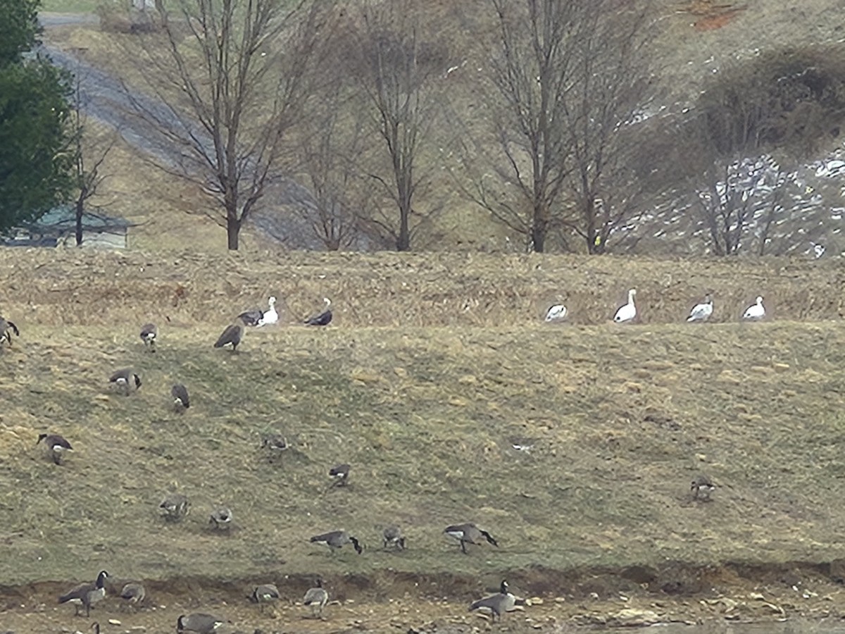 Snow Goose - ML646822737