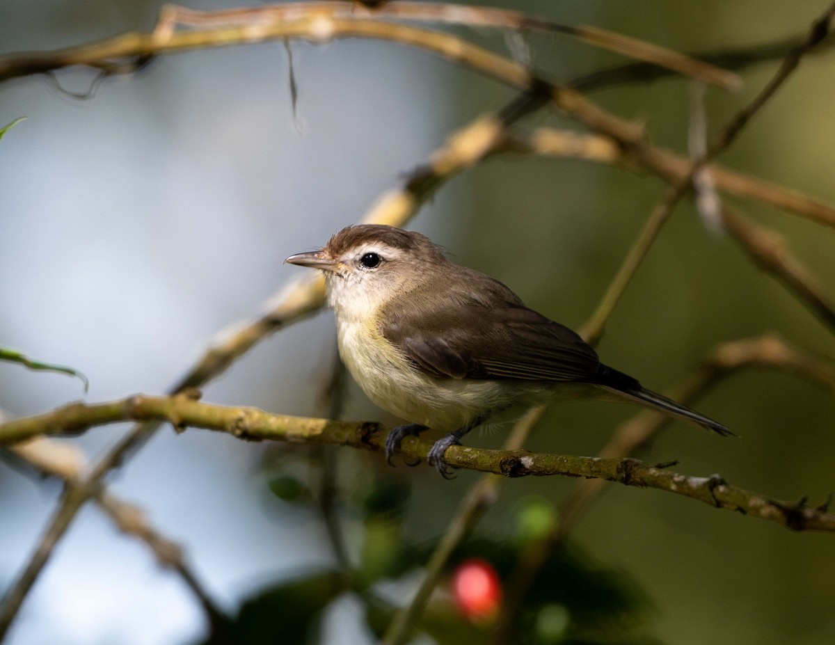 Braunkappenvireo - ML646822741