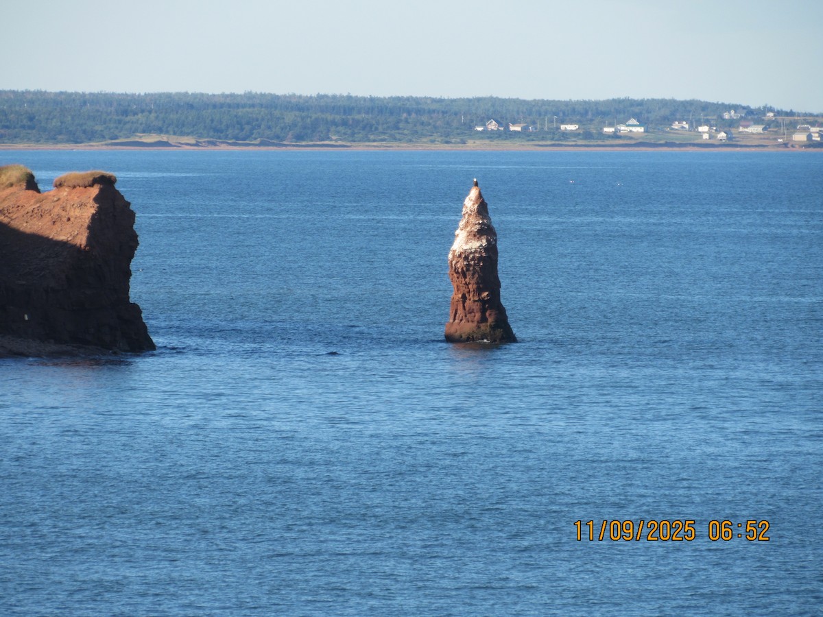 Bald Eagle - ML646822742