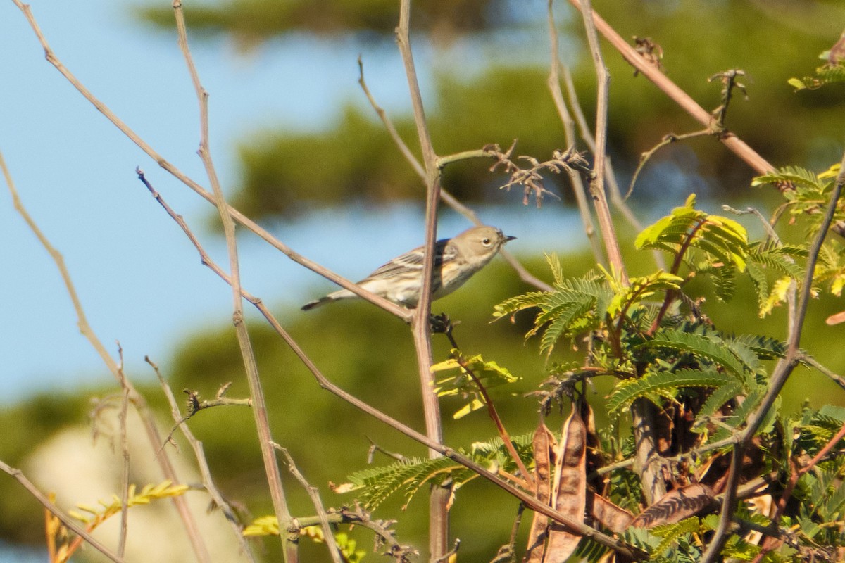 Yellow-rumped Warbler - ML646822743