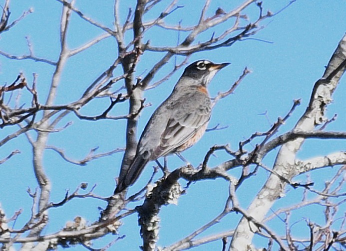 American Robin - ML646822744
