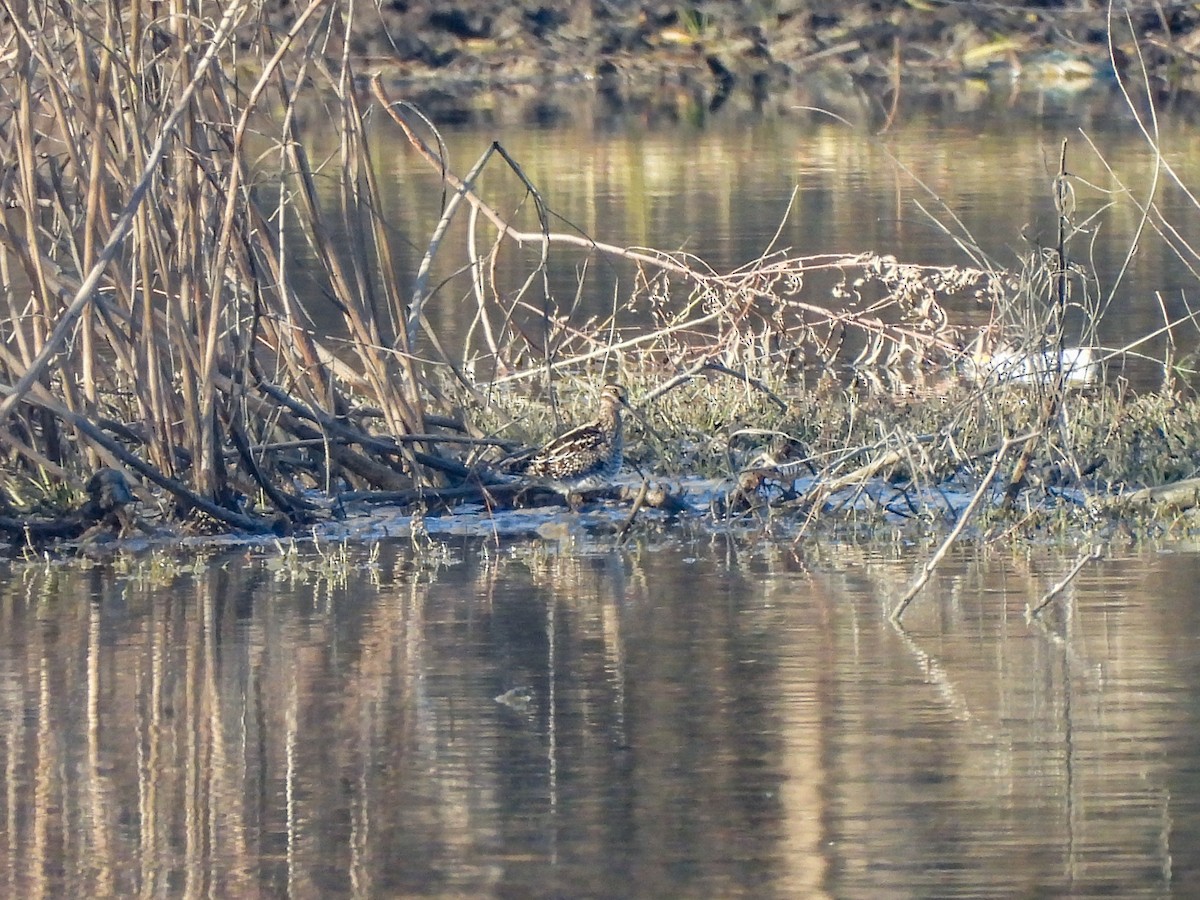 Wilson's Snipe - ML646822745