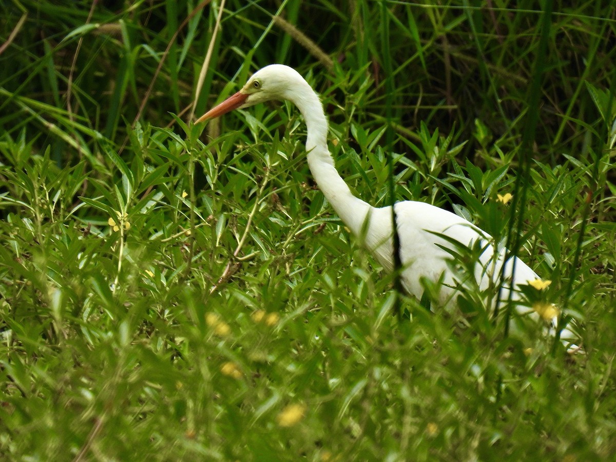 volavka půvabná - ML646822746