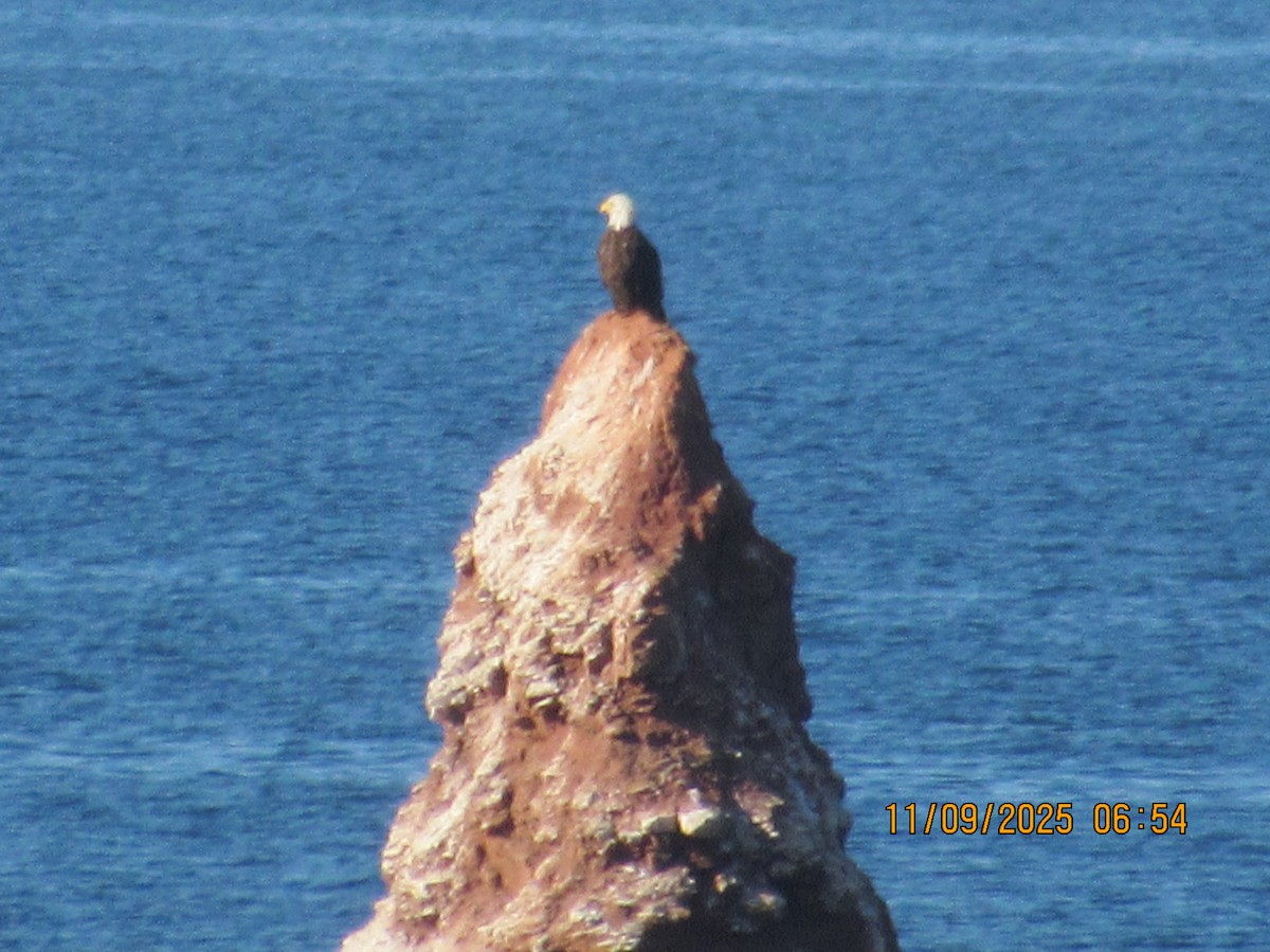 Bald Eagle - ML646822747