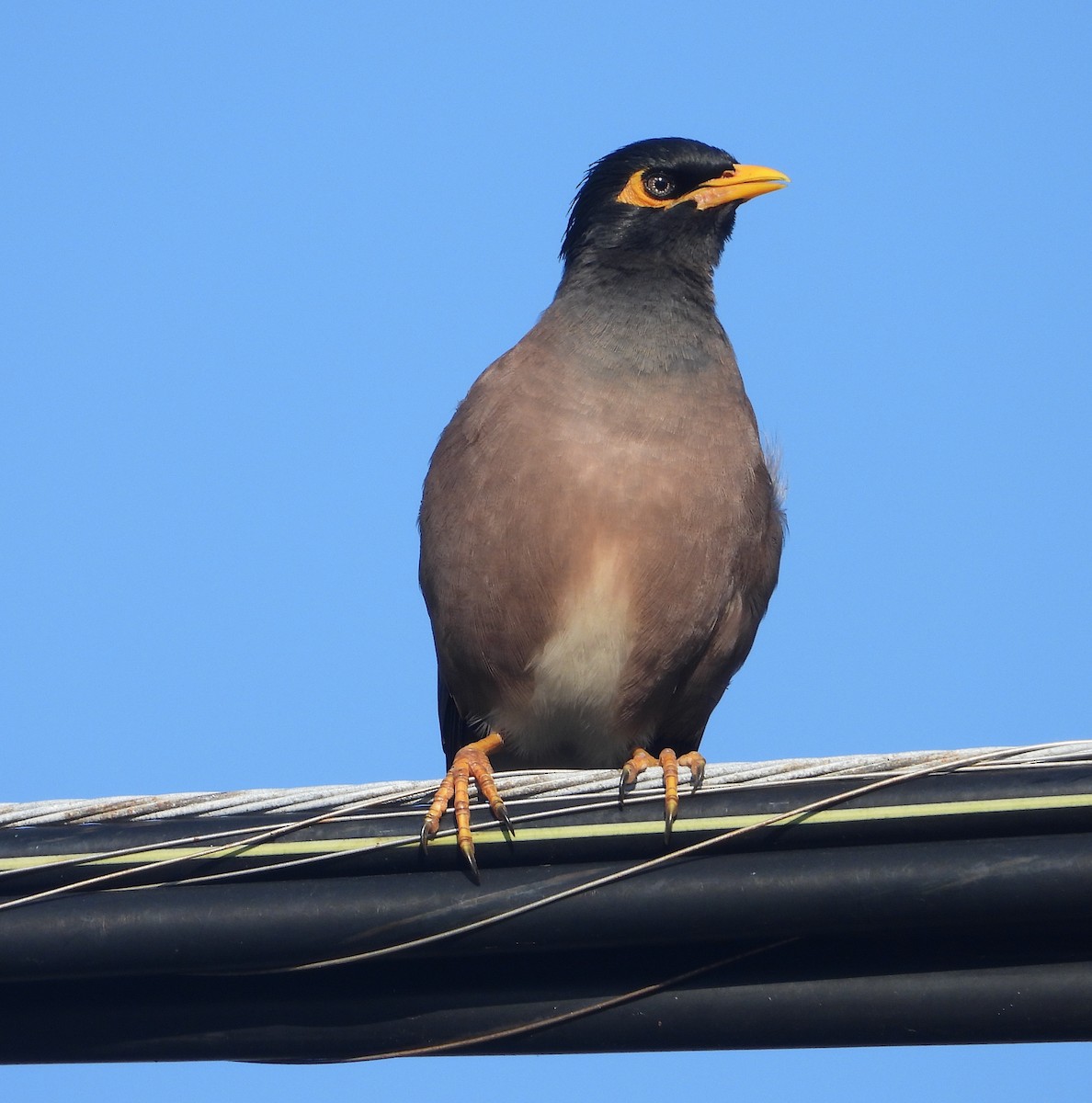 Тольт бор тодол - ML646822748