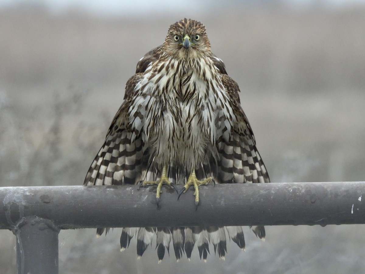 Sharp-shinned Hawk - ML646822749