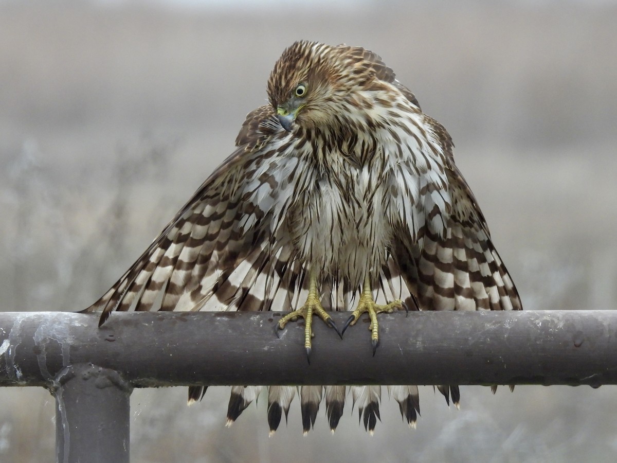 Sharp-shinned Hawk - ML646822750
