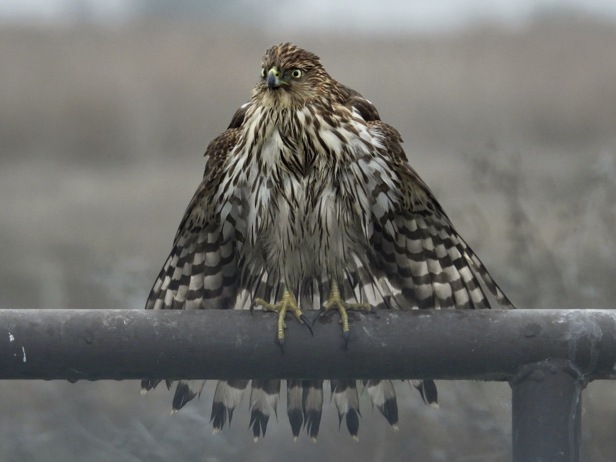 Sharp-shinned Hawk - ML646822751