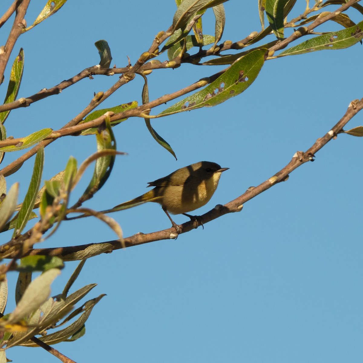 Common Yellowthroat - ML646822752