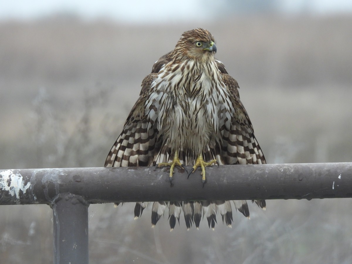 Sharp-shinned Hawk - ML646822753