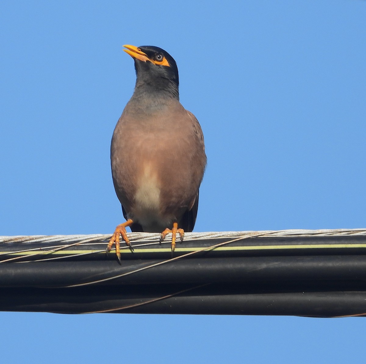 Тольт бор тодол - ML646822756