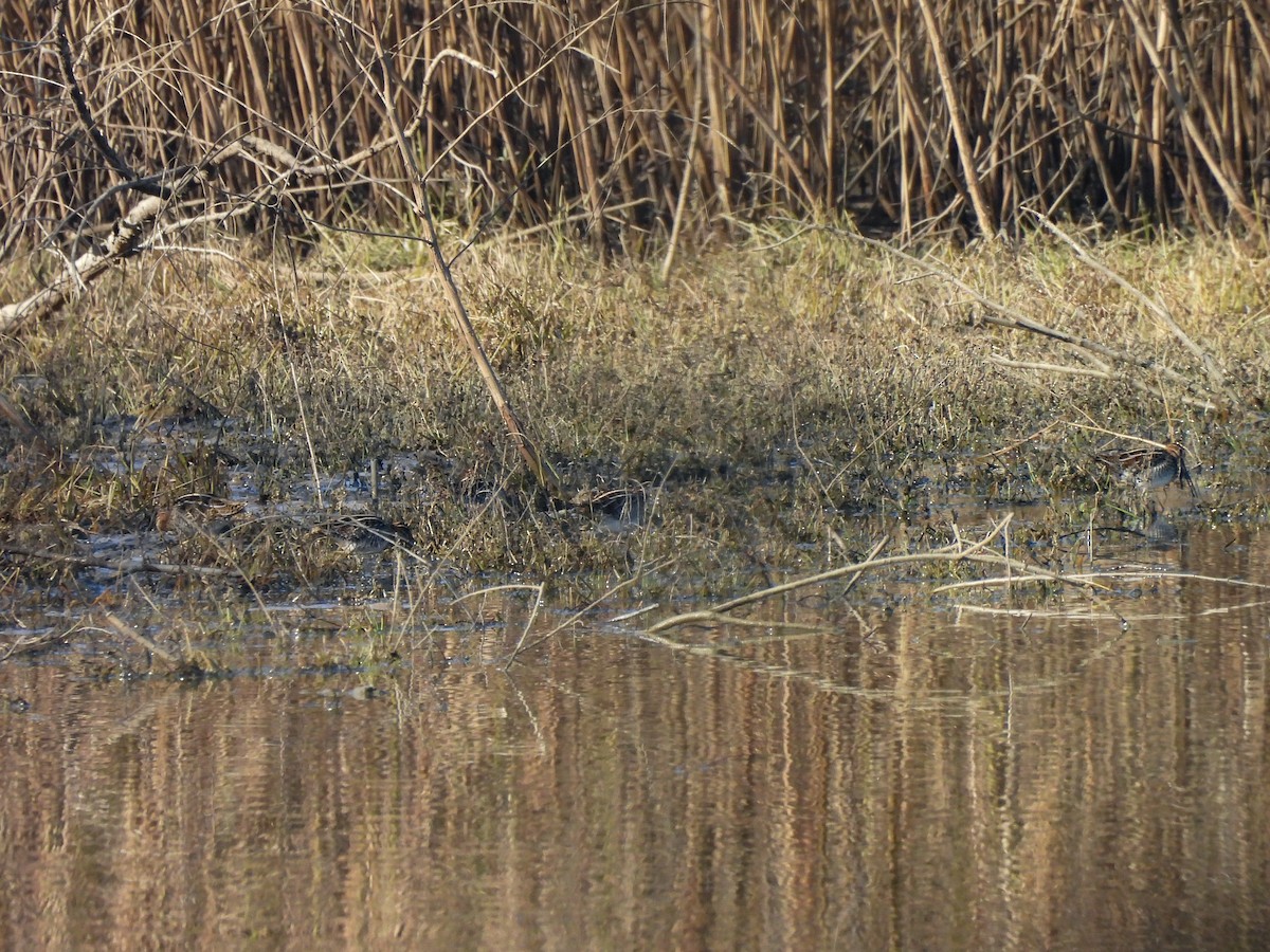 Wilson's Snipe - ML646822758