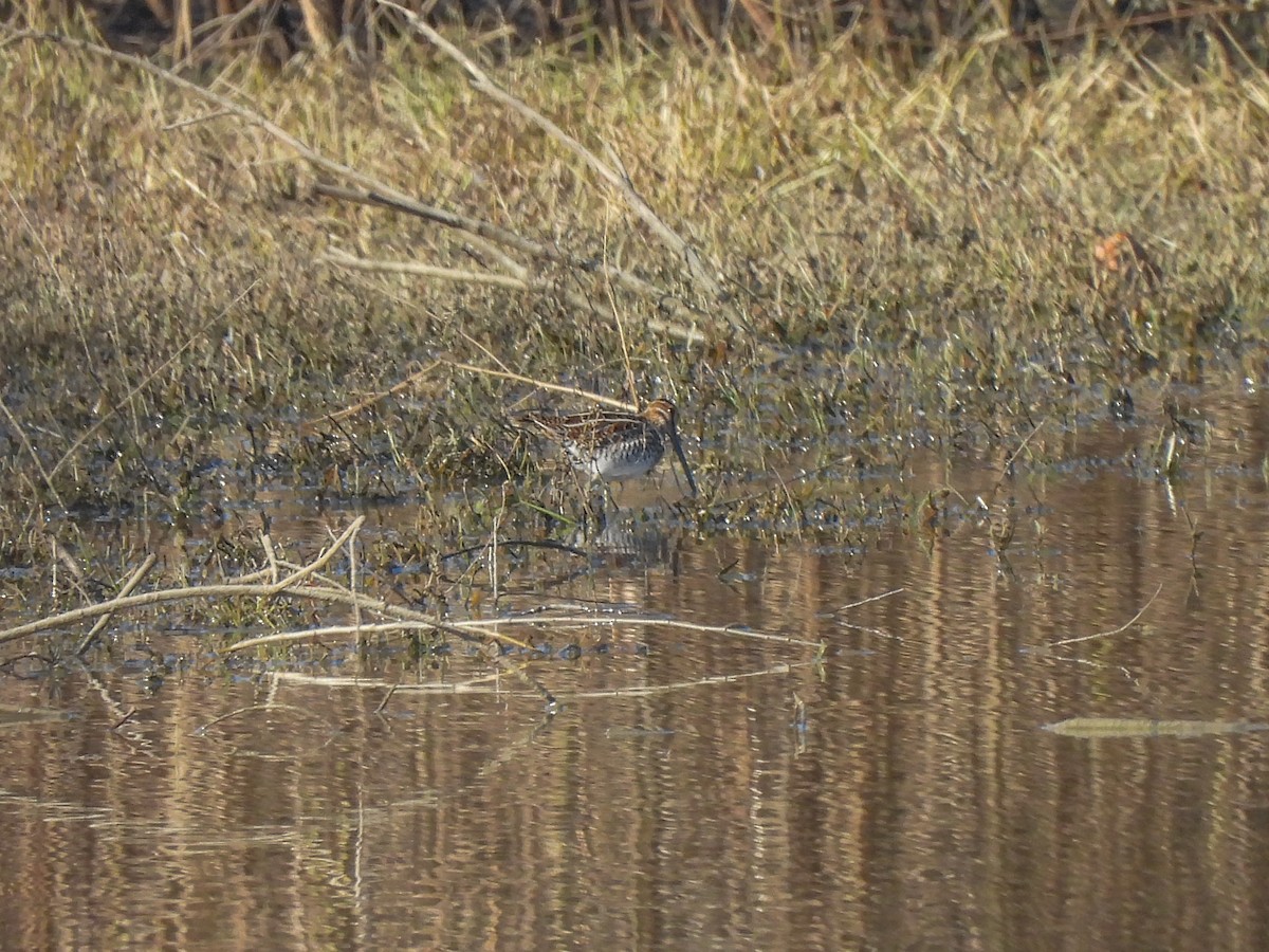 Wilson's Snipe - ML646822759