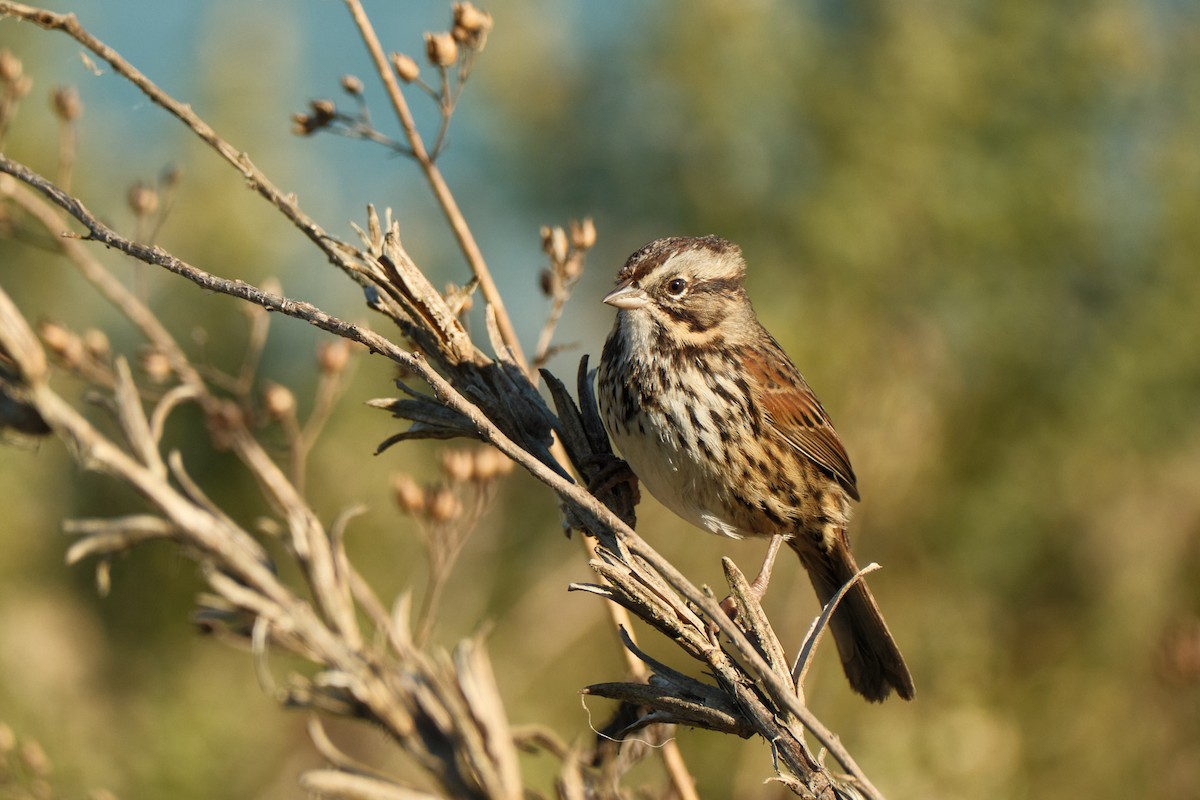 Song Sparrow - ML646822760