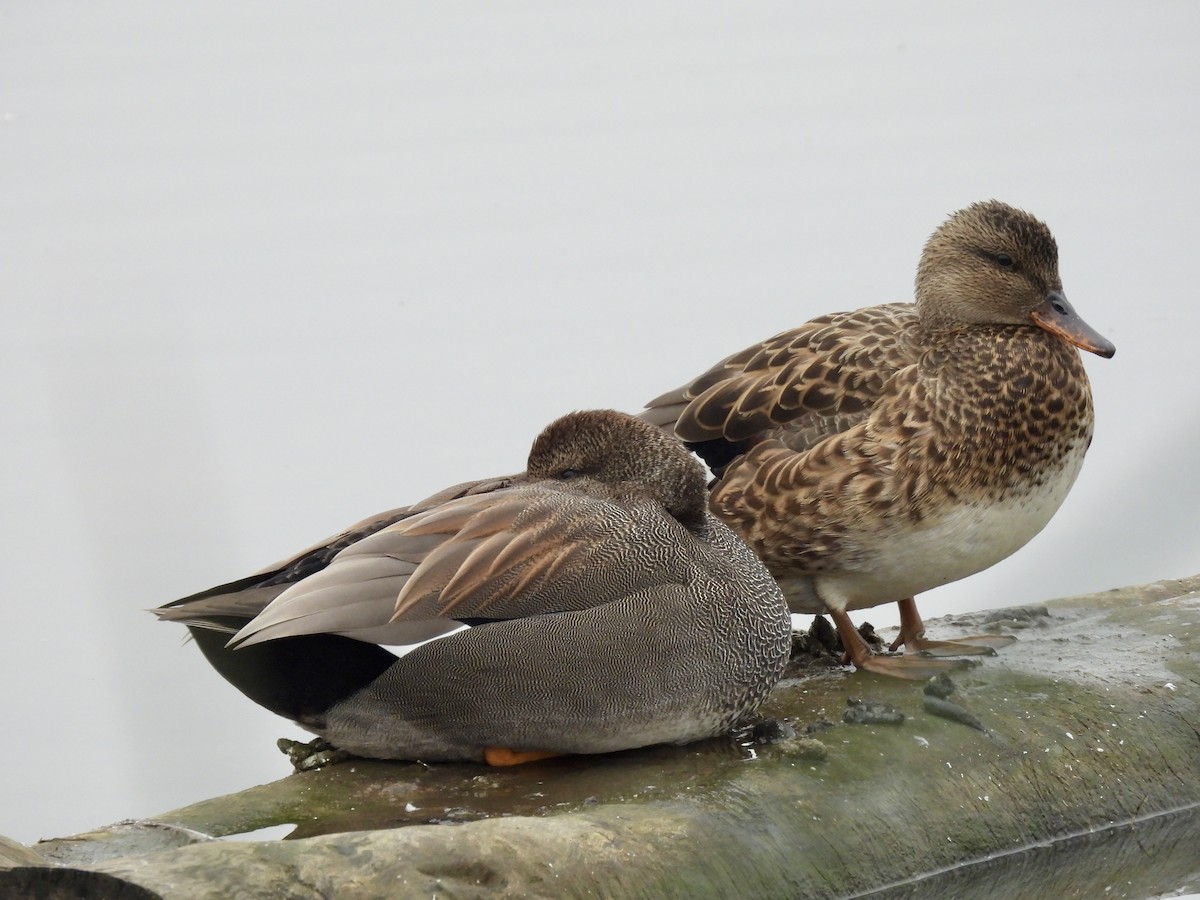 Gadwall - ML646822761