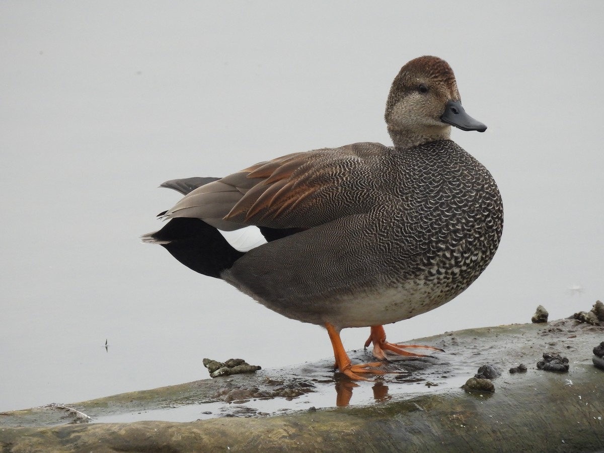 Gadwall - ML646822762