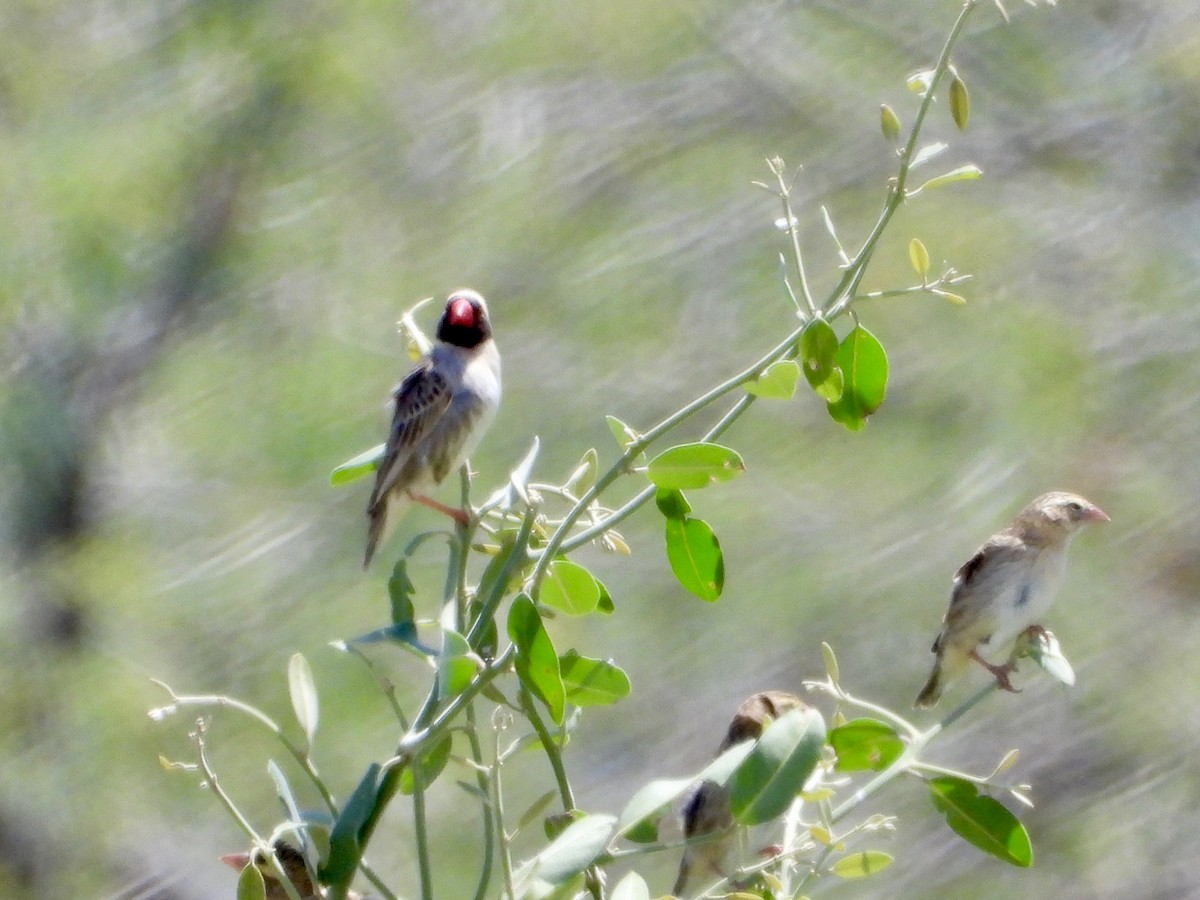 Red-billed Quelea - ML646822763