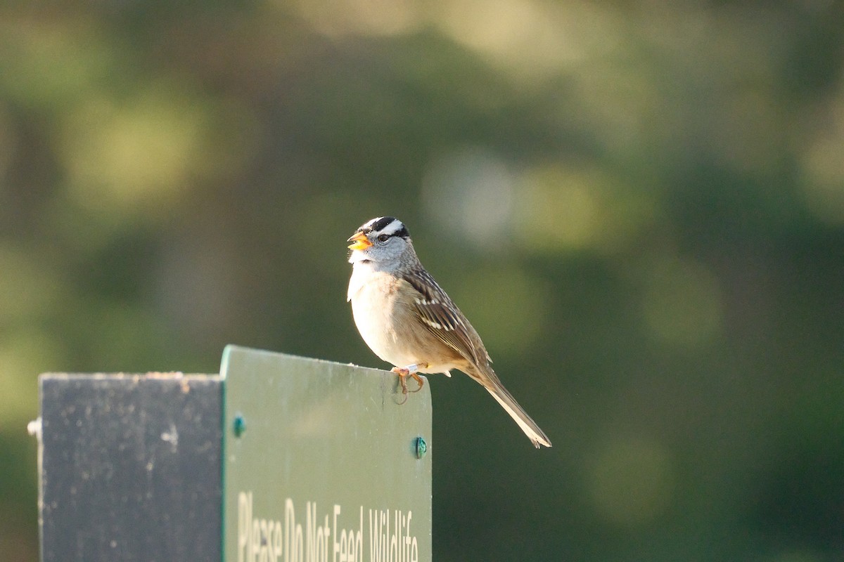 White-crowned Sparrow - ML646822764