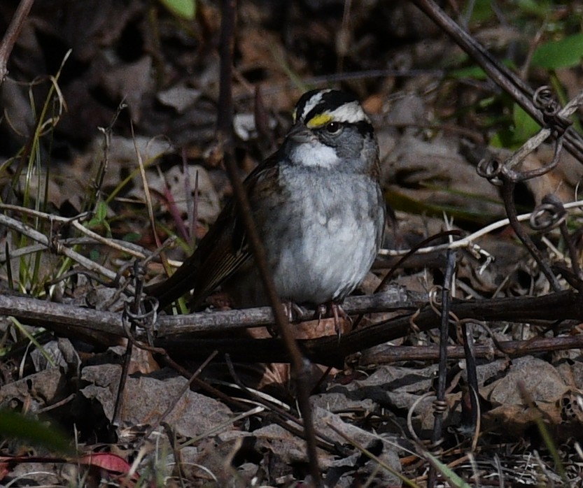 White-throated Sparrow - ML646822765
