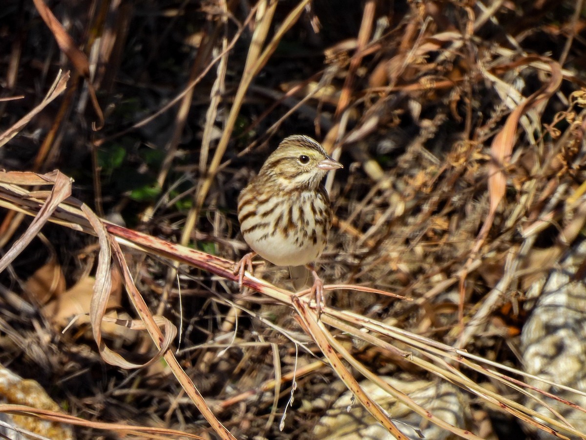 Savannah Sparrow - ML646822766