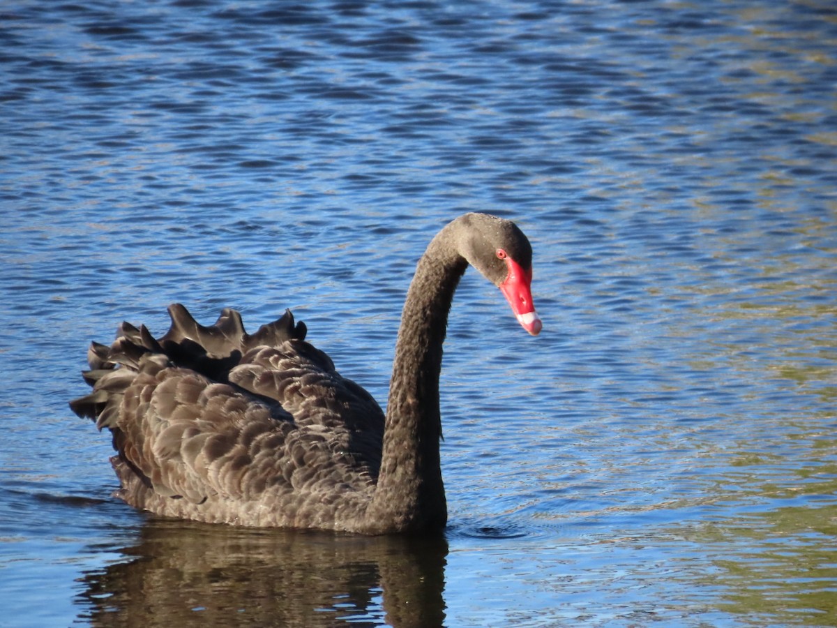 Black Swan - ML646822767