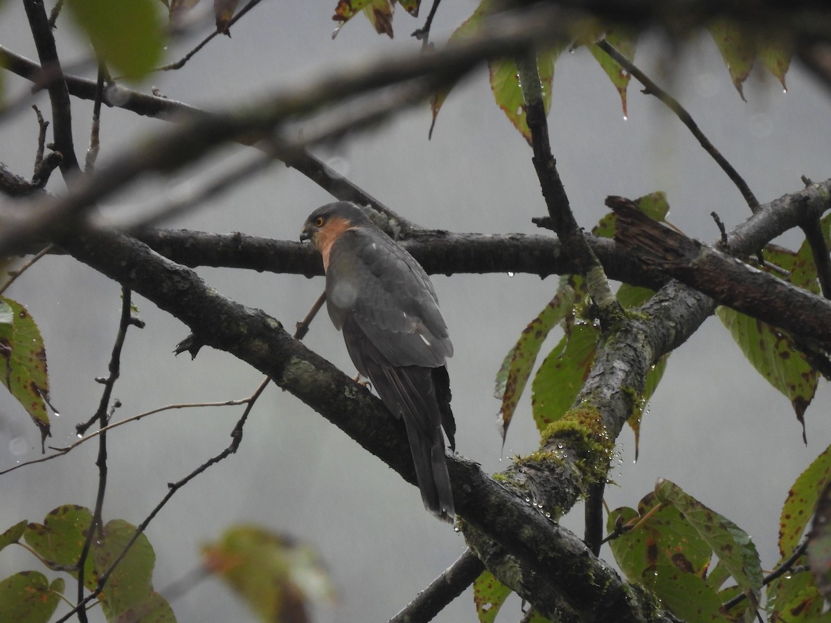 Eurasian Sparrowhawk - ML646822768