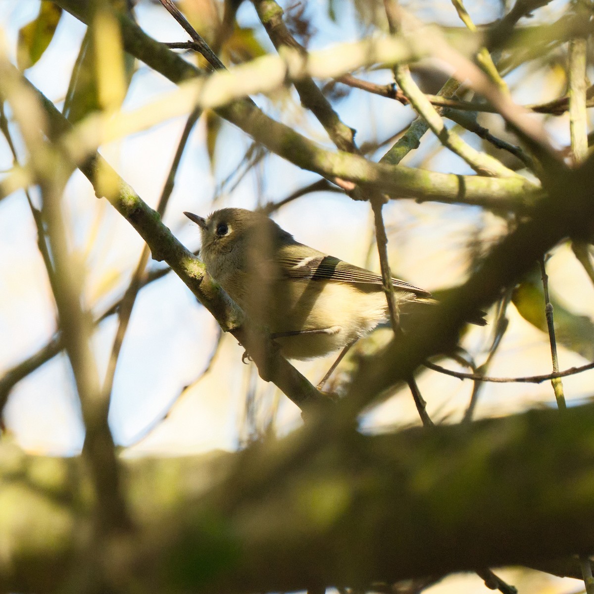 Ruby-crowned Kinglet - ML646822769