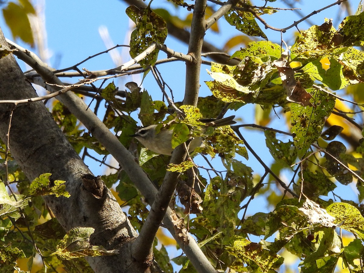 Golden-crowned Kinglet - ML646822772