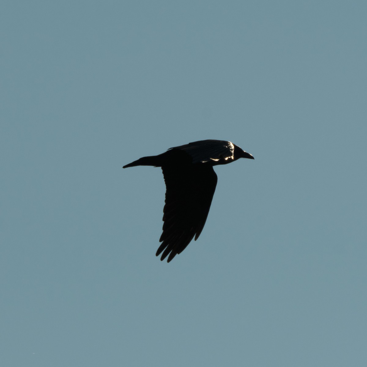 Common Raven - ML646822773