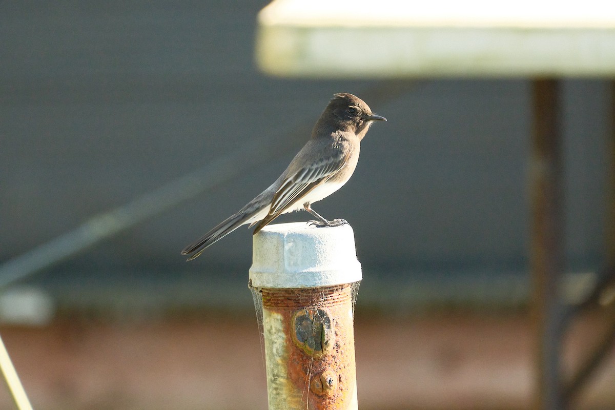 Black Phoebe - ML646822775