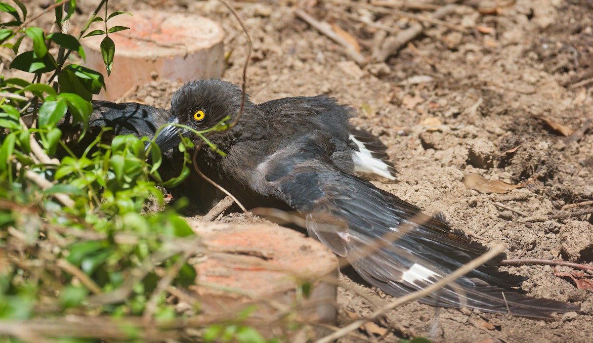 Pied Currawong - ML646822776