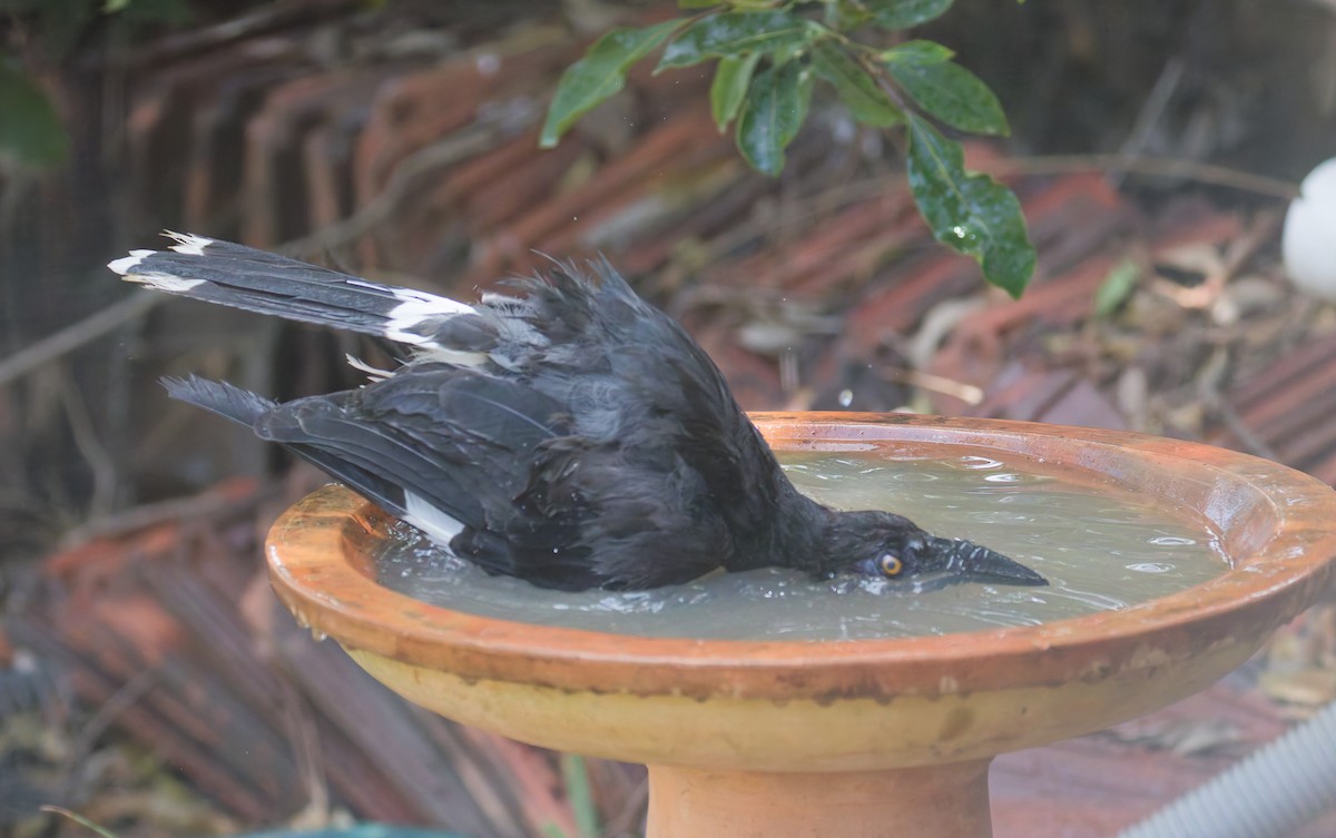 Pied Currawong - ML646822778