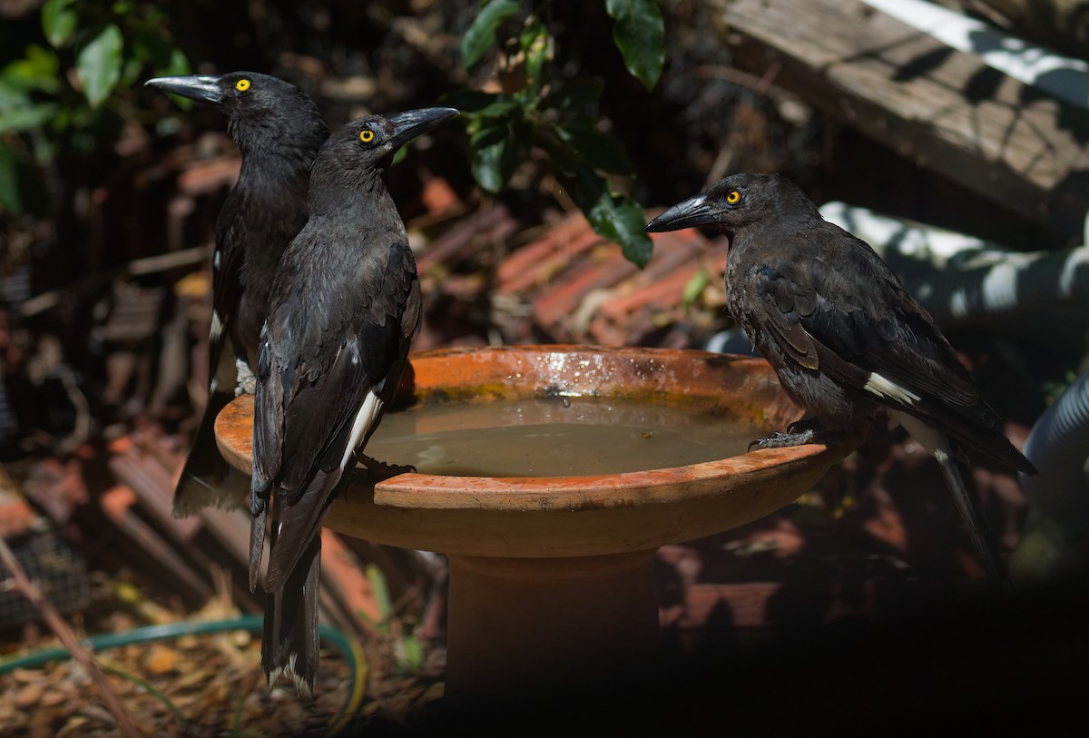 Pied Currawong - ML646822779