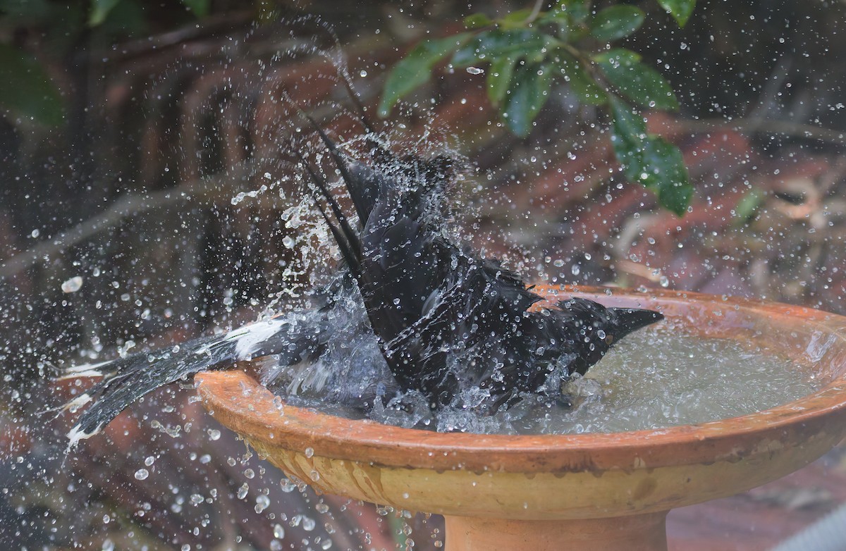 Pied Currawong - ML646822780