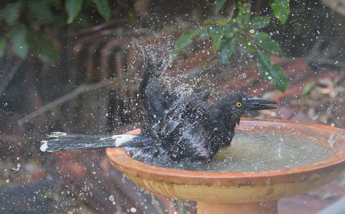 Pied Currawong - ML646822781