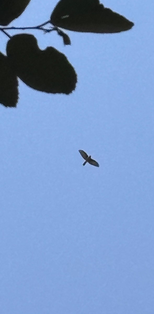 Яструб неотропічний - ML646822782