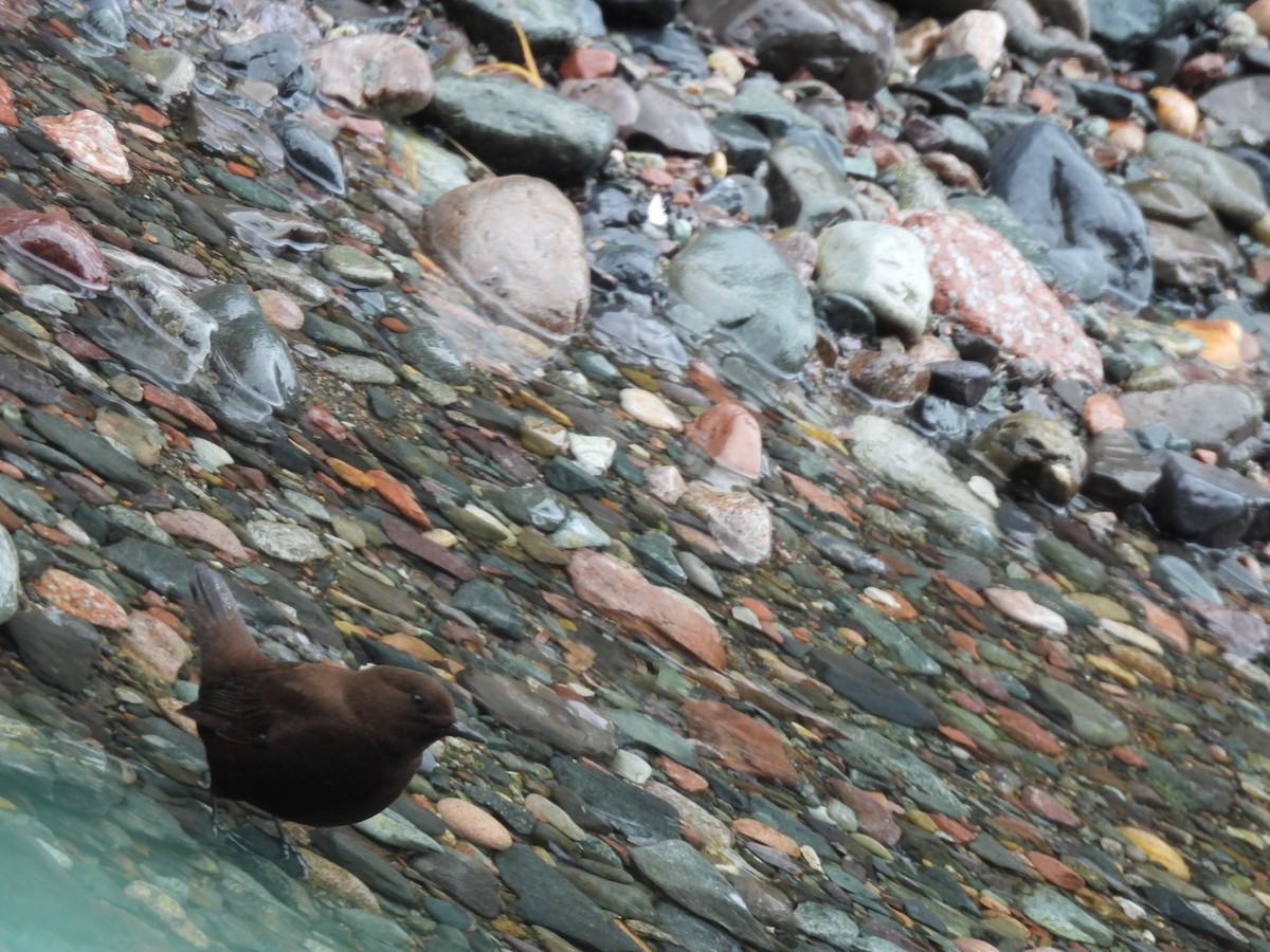 河烏 - ML646822783