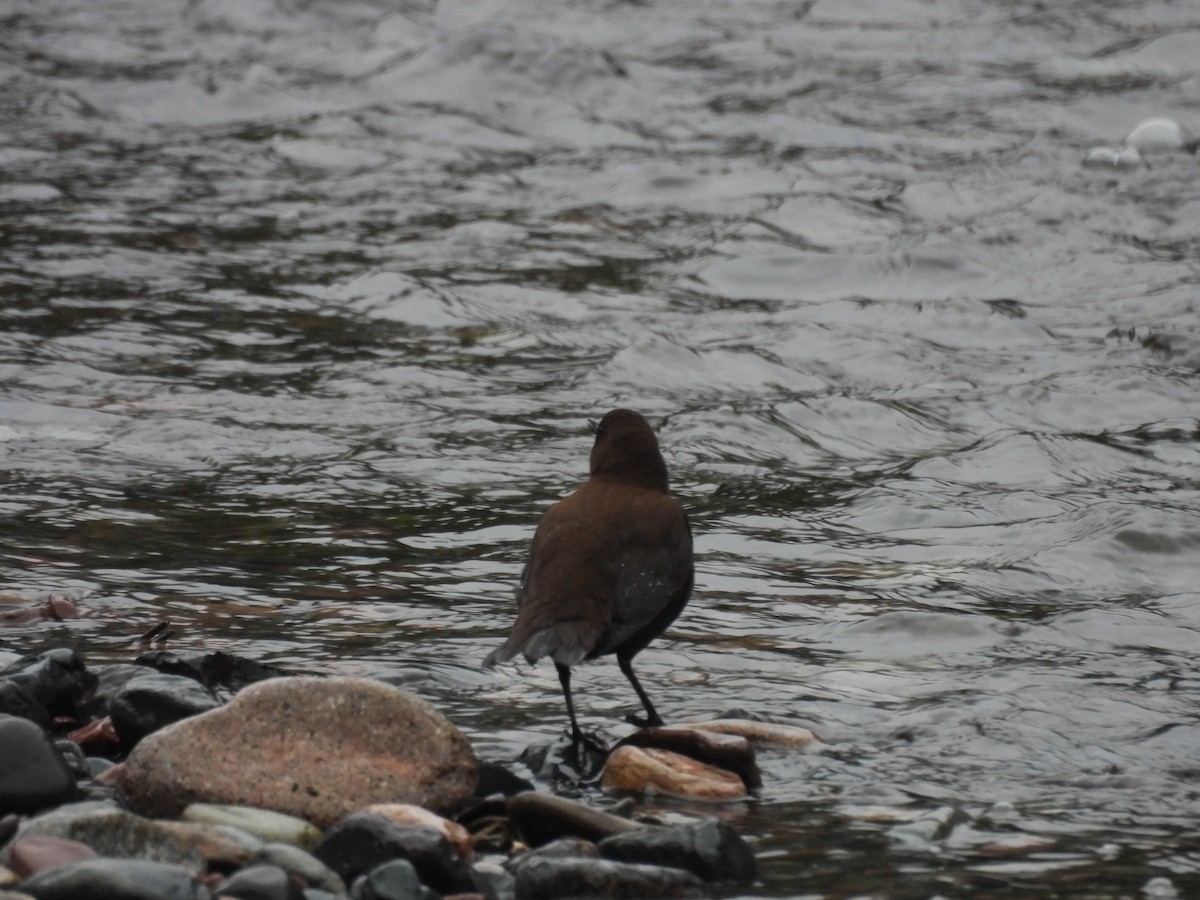 河烏 - ML646822784